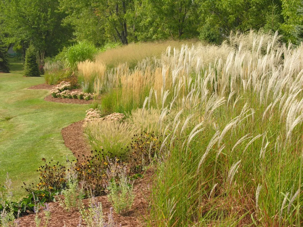 An Ornamental Grass Garden — after 01